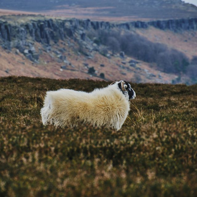 Peak District Cabins